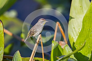 Palm Warbler Perched On Foliage