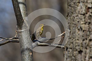 Palm Warbler perched in a tree during spring migration.