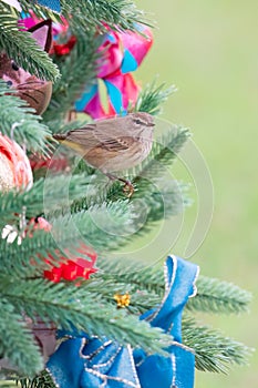 Palm Warbler Perches in Christmas Tree