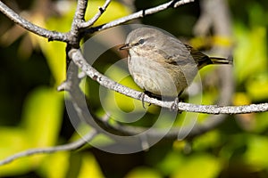 Palm Warbler - Setophaga palmarum