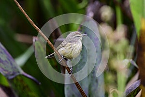 Palm Warbler standing on a plant stern