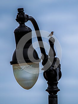 Palm Warbler on the Street Lamp