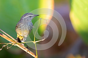 Palm Warbler at sunrise looking for food