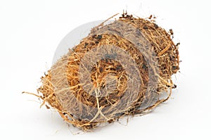 Palm Weevil Cocoon photo