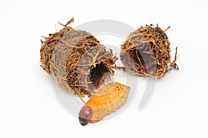 Palm Weevil Larva & Cocoon