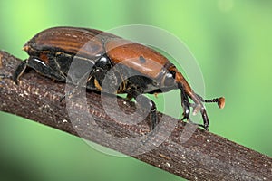 Palm weevil Rhynchophorus ferrugineus