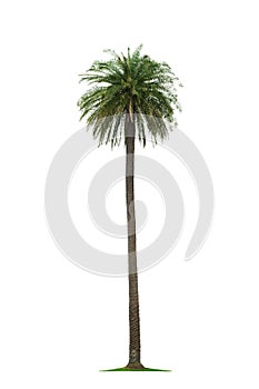 Palm on white background