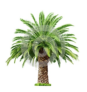 Palm on white background