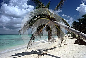 Palm at White Beach ,Madadascar