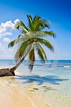 Palm on white sand beach near cyan ocean