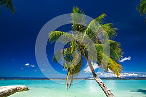 Palm at white sand beach on tropical paradise Maldives island