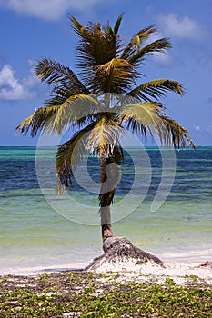 Palm in the wind in the blue lagoon