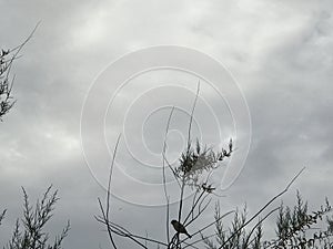 The tree and thÃÂ© clouds at sky