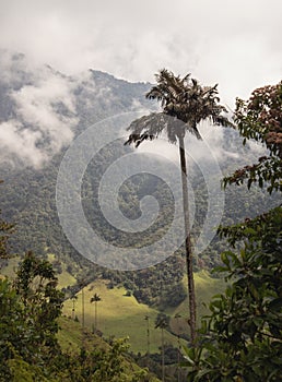Palma de cera en el valle de cocora, Salento. Eje cafetero. Colombia photo