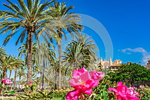 Palma de Majorca, Spain with view of Cathedral church La Seu