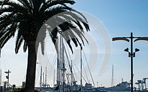 Palma and a lot of ship masts against the sky