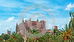 Palma, Mallorca, Majorca, Balearic Islands, Spain, La Seu, cathedral, church, Saint Mary, park, skyline, palm, tree