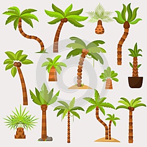 Palma palmaceous tropical tree with coconut or green exotic leafs and palmetto on tropic beach illustration palmy set