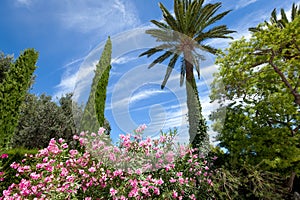 Palma and shrubs with colorful flowers
