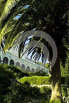 Palmae (Arecaceae) in the villa's garden photo