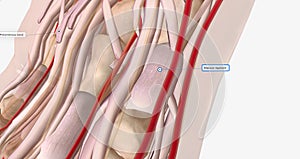 The palmar aponeurosis or fascia is a thick layer of connective tissue found in the palm of the hand