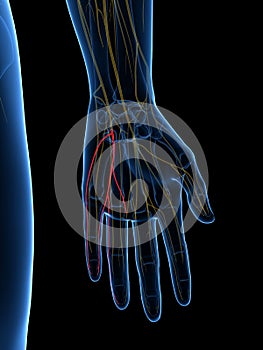 The Palmar Branch Ulnar Nerve