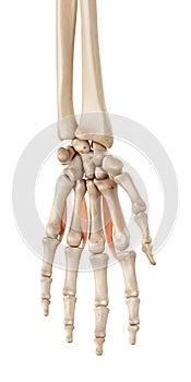 The palmar interosseous