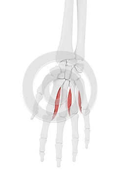 the Palmar Interosseous photo