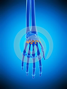 The palmar metacarpal ligaments