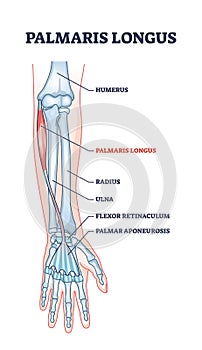 Palmaris longus skeletal and muscular structure for human arm outline diagram