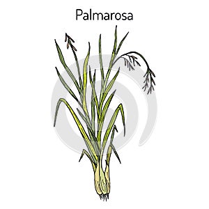 Palmarosa Cymbopogon martinii , medicinal plant