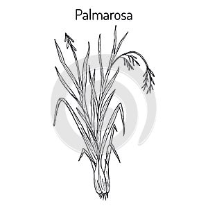 Palmarosa Cymbopogon martinii , medicinal plant