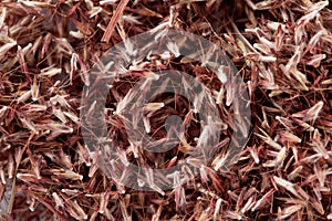 Palmarosa grass seeds (Cymbopogon martinii)