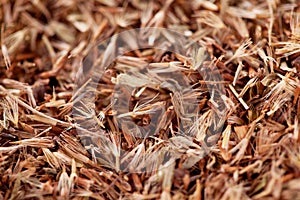 Palmarosa grass seeds (Cymbopogon martinii)