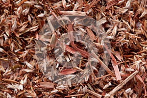 Palmarosa grass seeds (Cymbopogon martinii)