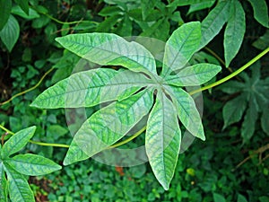 Palmate leaf on tropical rainforest