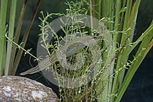 Palmate newt, Triturus helveticus