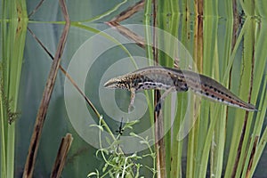 Palmate newt, Triturus helveticus