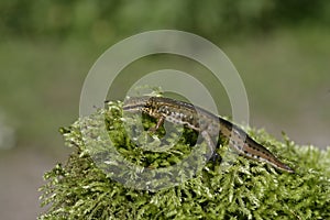 Palmate newt, Triturus helveticus