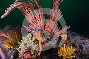 Palmate sea fan Leptogorgia palma with a barred fingerfin