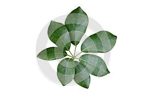 Palmately compound leaf isolated on white background with clipping path.