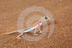 Palmato gecko lizard