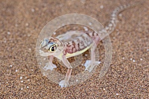 Palmato Gecko, Namib desert outside Swakopmund, Namibia