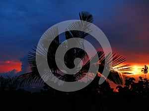 Palmboom bij zonsondergang, Palmtree at sunset; Santa Marta Mountains; Colombia