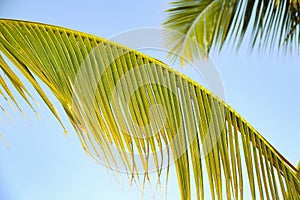 Palme on a background of the blue sky