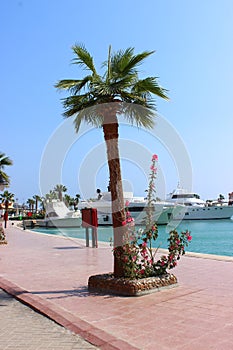 Palme an Hafen Sea Sightseen Egypt Hurghada Sommer 2020 photo