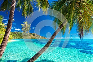 Palm trees on a tropical beach with a blue sea on Moorea, Tahiti