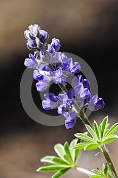 Palmer Lupine photo