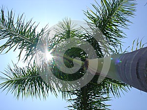 Palmera