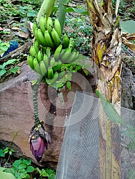 Palmera de platano creciendo en forma silvestre en Michoacan photo